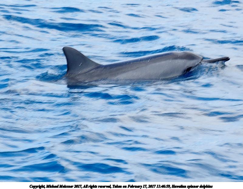 Hawaiian spinner dolphins