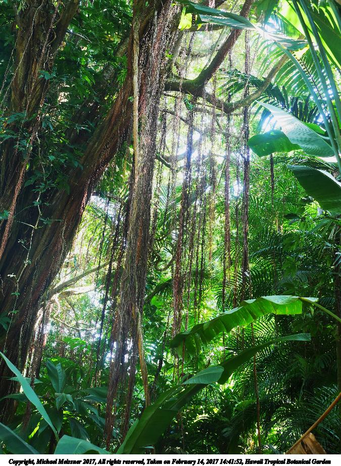 Hawaii Tropical Botanical Garden #16