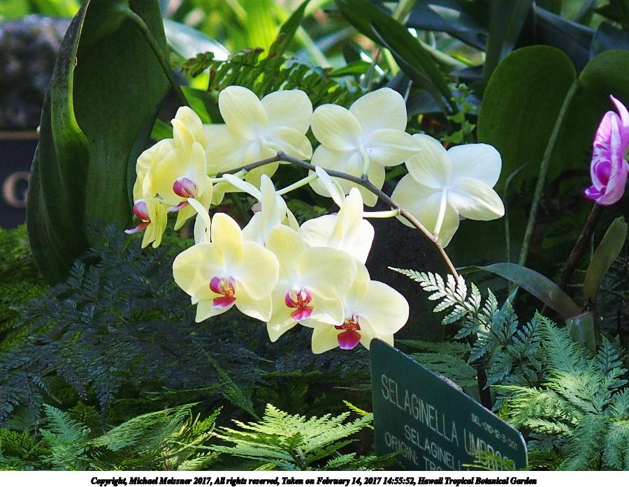 Hawaii Tropical Botanical Garden #40
