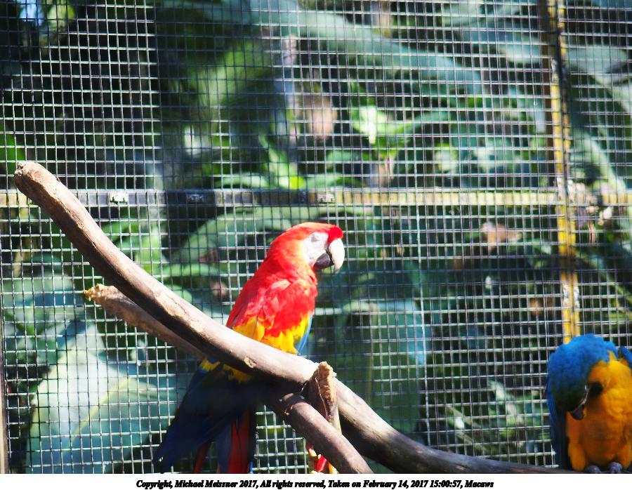 Macaws #4
