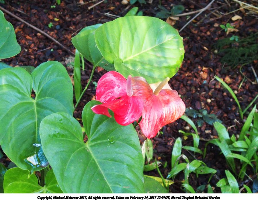 Hawaii Tropical Botanical Garden #59