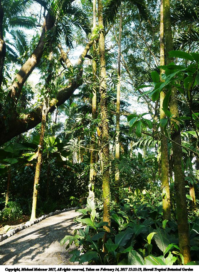 Hawaii Tropical Botanical Garden #85