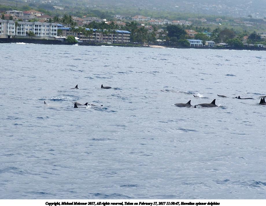 Hawaiian spinner dolphins #4