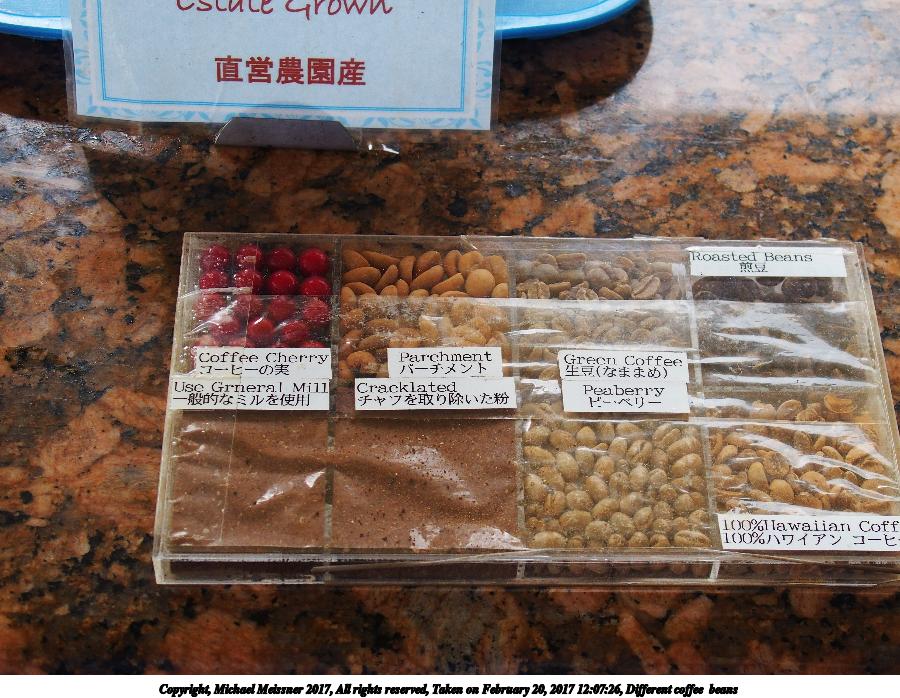 Different coffee  beans