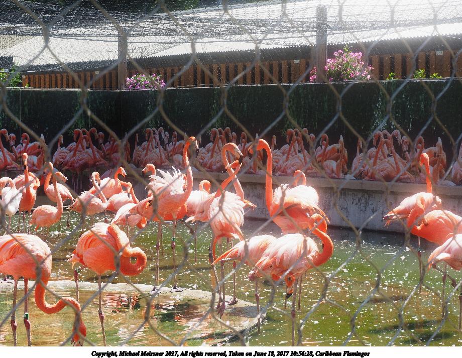 Caribbean Flamingos #3
