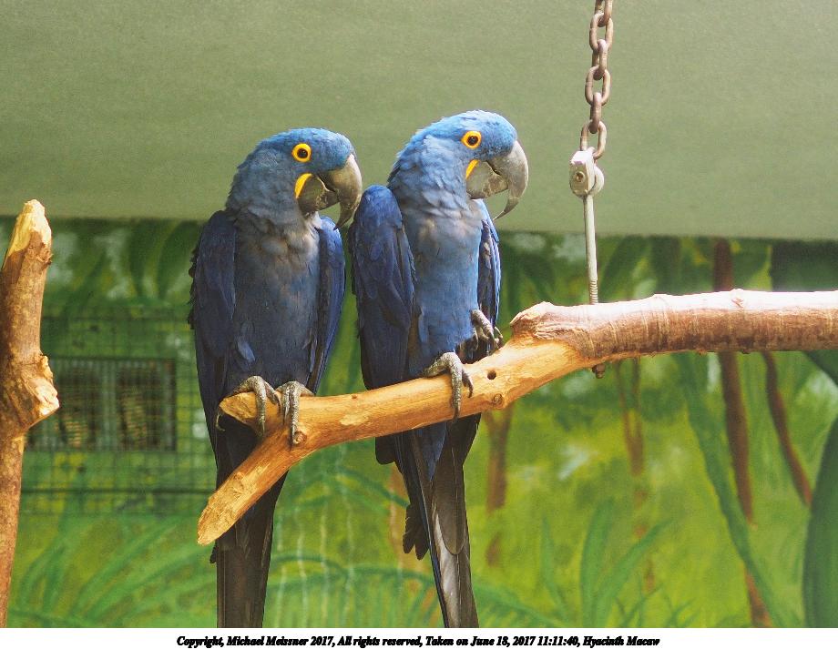 Hyacinth Macaw #2