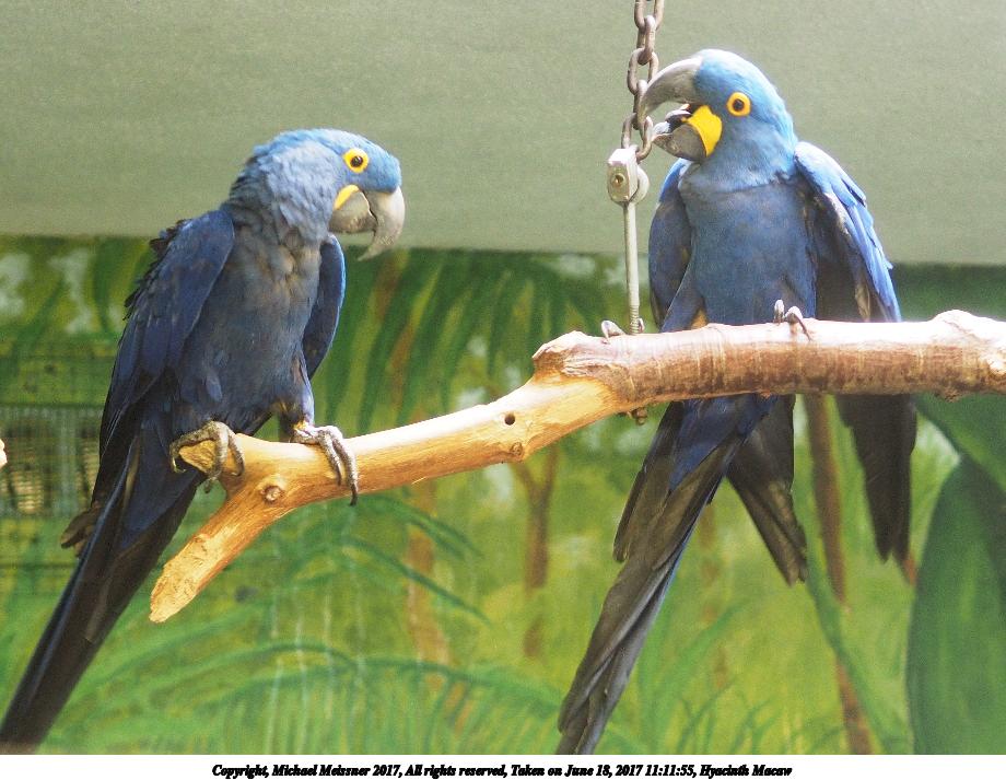 Hyacinth Macaw #4