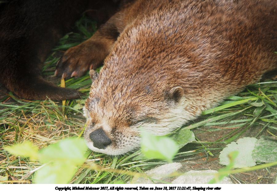 Sleeping river otter #3