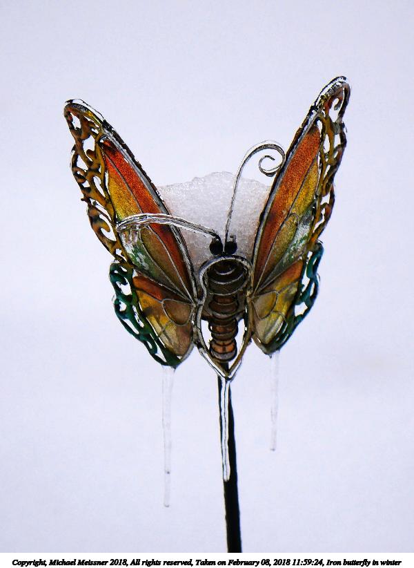 Iron butterfly in winter