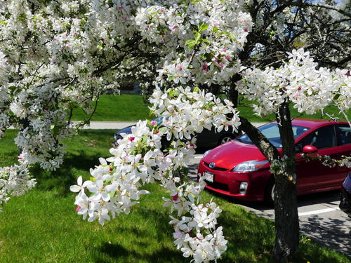 Flowering tree #3