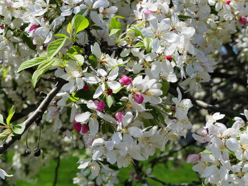 Flowering tree #4