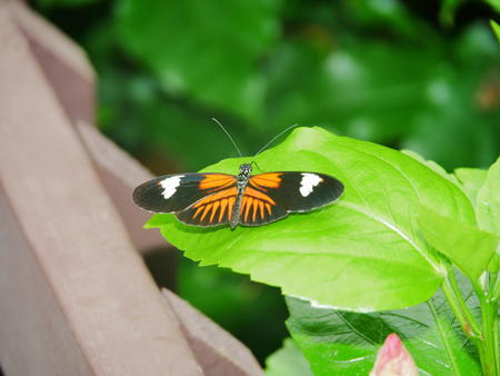 Butterfly at the Butterfly Place #4