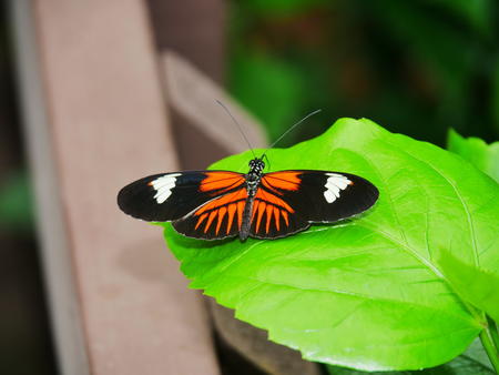 Butterfly at the Butterfly Place #7