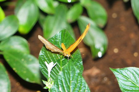 Butterfly at the Butterfly Place #11