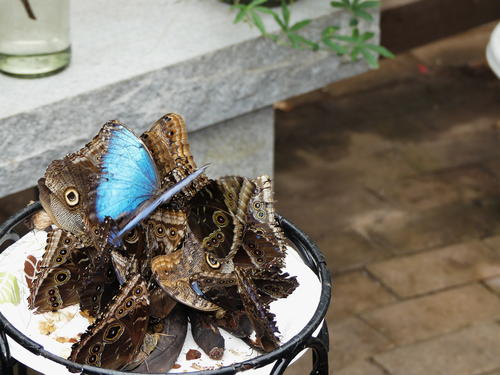 Butterfly lunch #4