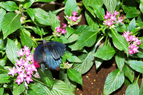Butterfly at the Butterfly Place #14
