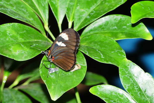 Butterfly at the Butterfly Place #15