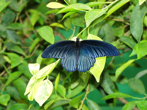 Butterfly at the Butterfly Place #16