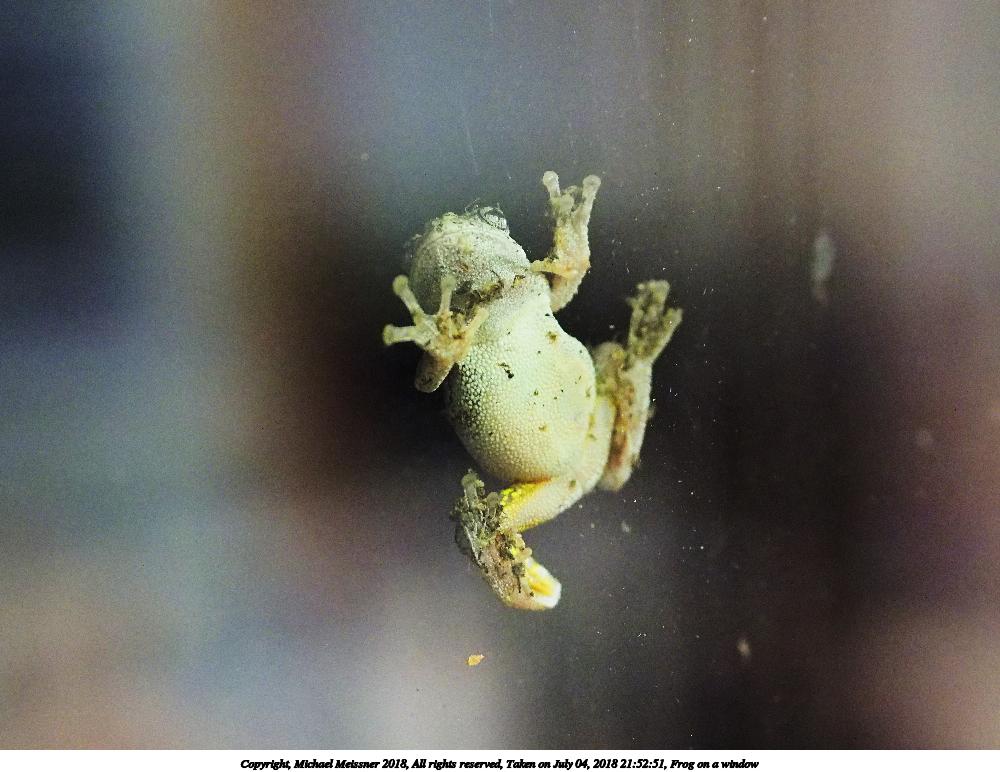 Frog on a window #4