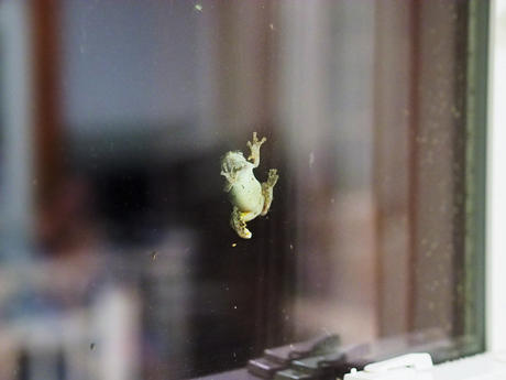 Frog on a window #5