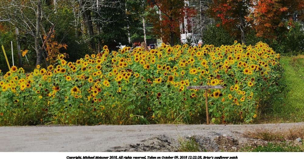 Briar's sunflower patch
