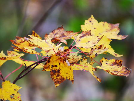 Yellow and brown leaf #2