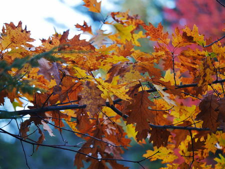 Red and yellow leaves #2
