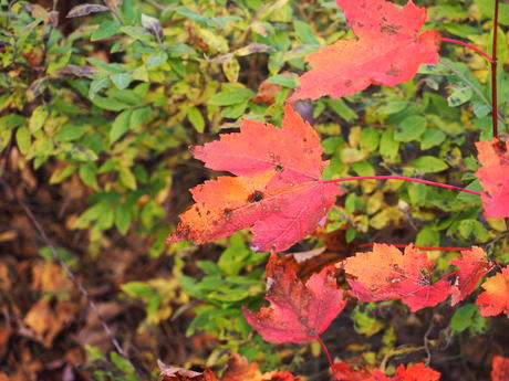 Red and yellow leaves #6