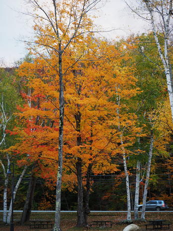 Fall at Loon Mountain #3