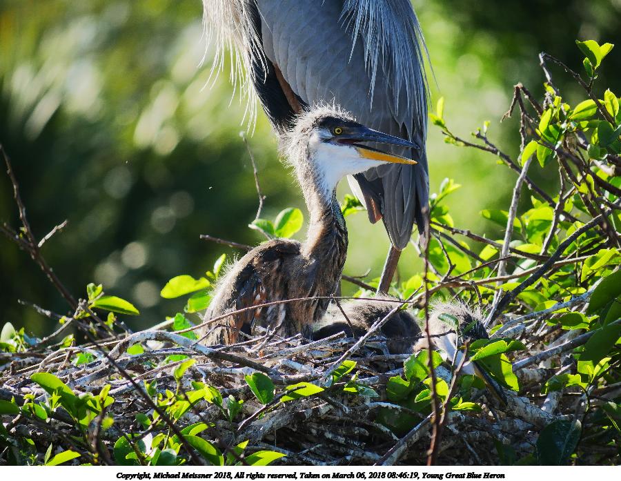 Young Great Blue Heron