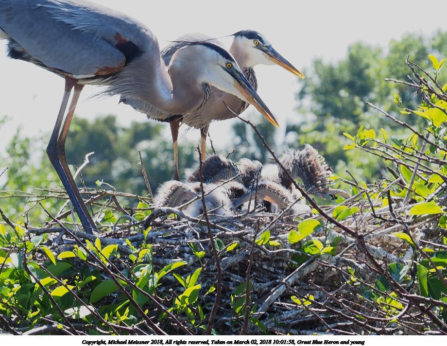 Great Blue Heron and young #5