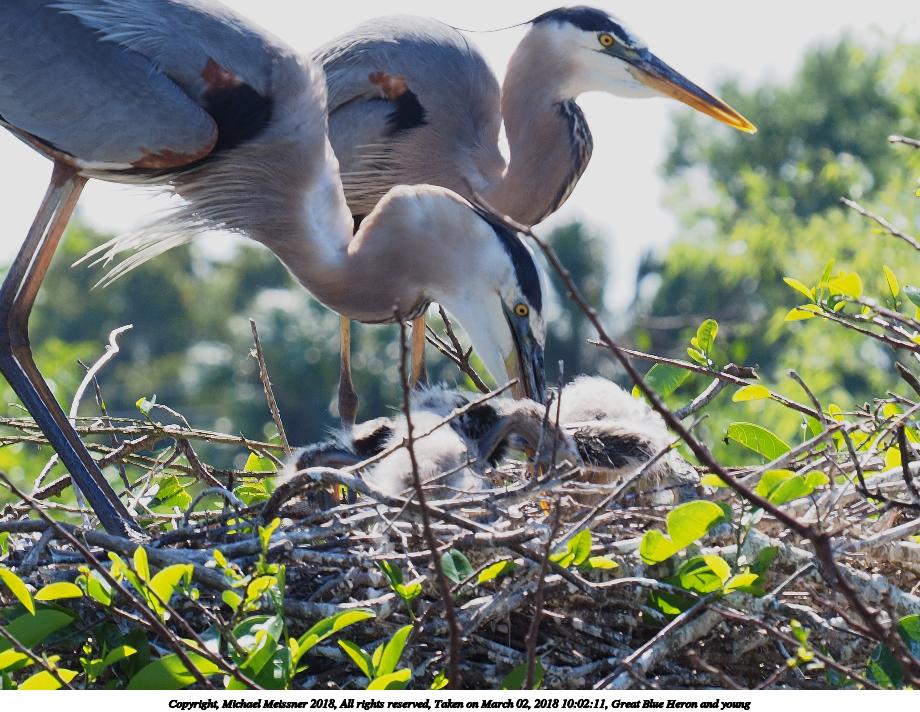 Great Blue Heron and young #8