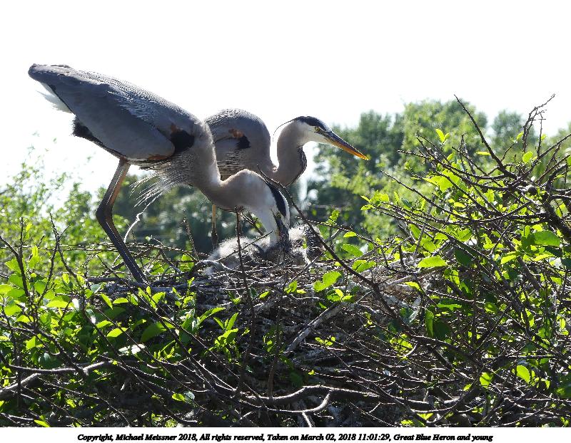 Great Blue Heron and young #18