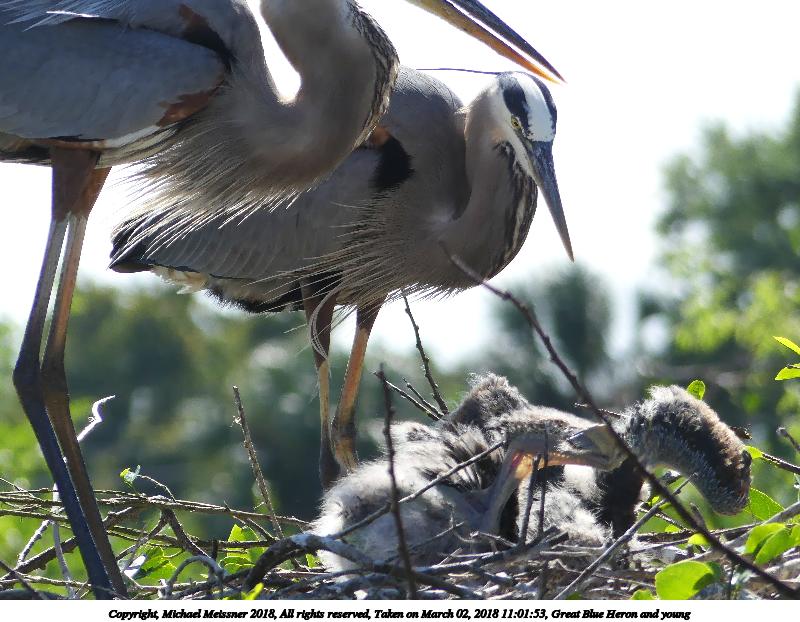 Great Blue Heron and young #22