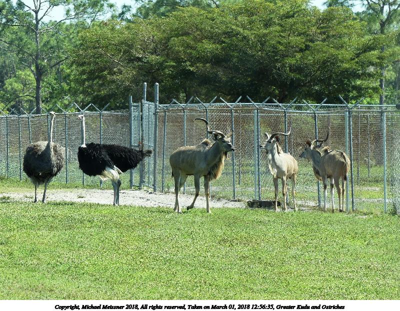 Greater Kudu and Ostriches