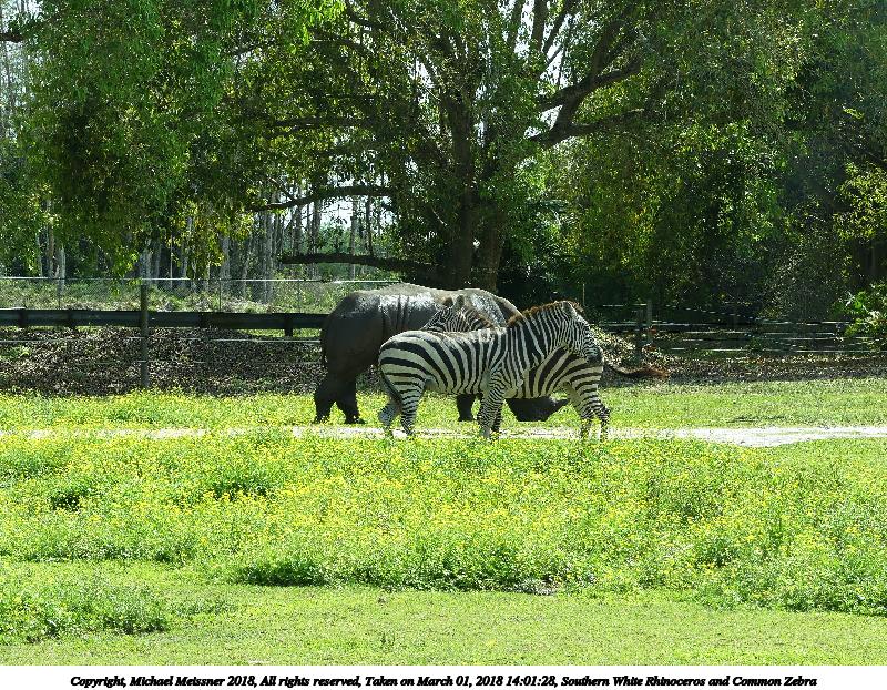 Southern White Rhinoceros and Common Zebra #3
