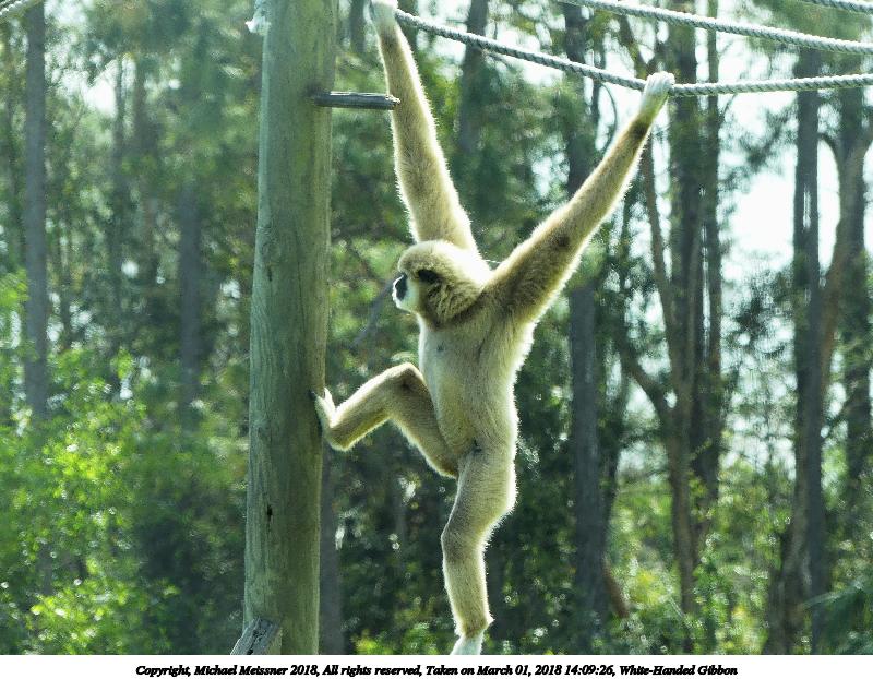 White-Handed Gibbon #3