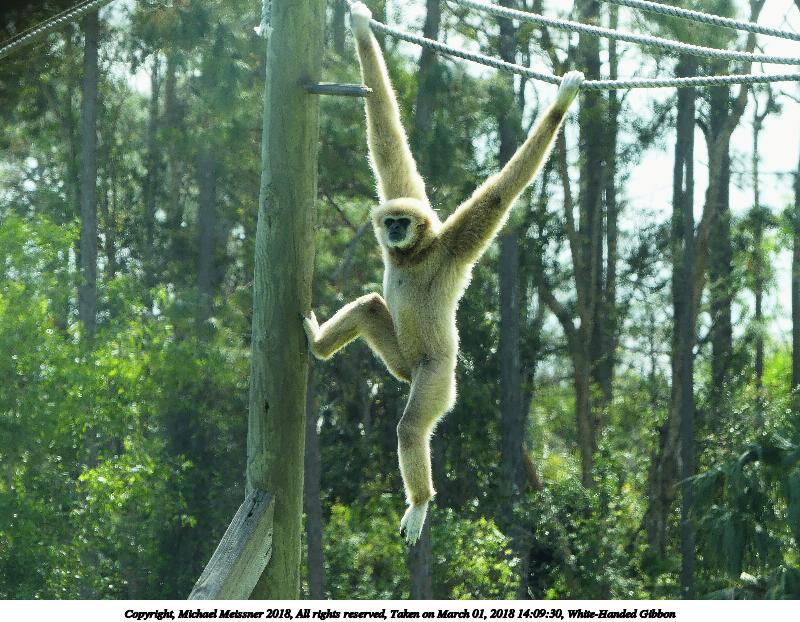 White-Handed Gibbon #4