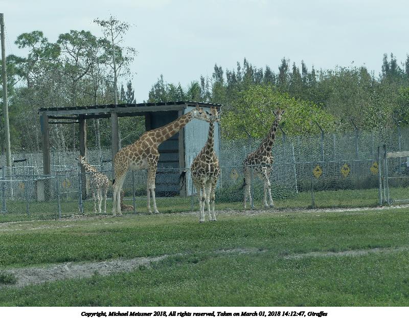 Giraffes #15