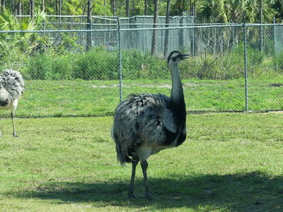 Ostrich #2
