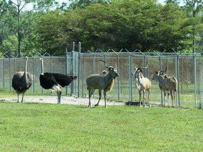 Greater Kudu and Ostriches