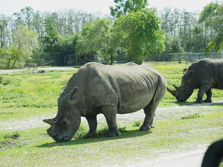 Southern White Rhinoceros #2