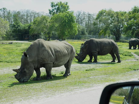 Southern White Rhinoceros #4
