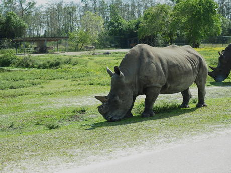 Southern White Rhinoceros #6