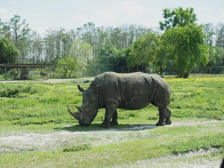 Southern White Rhinoceros #7