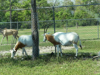 Scimitar-Horned Oryx #5