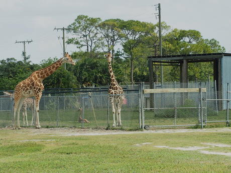 Giraffes #3