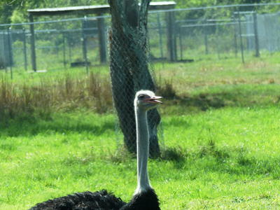 Ostrich #4