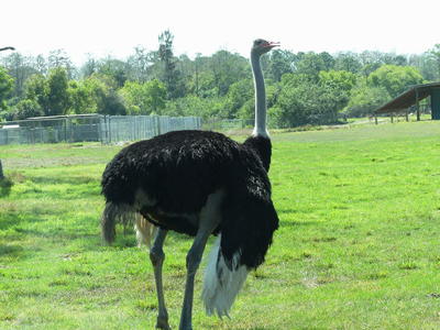 Ostrich #6