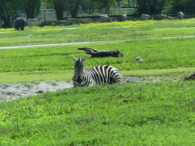 Common Zebra #4
